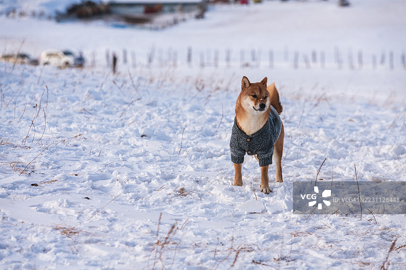 雪地上站着的柴犬图片素材