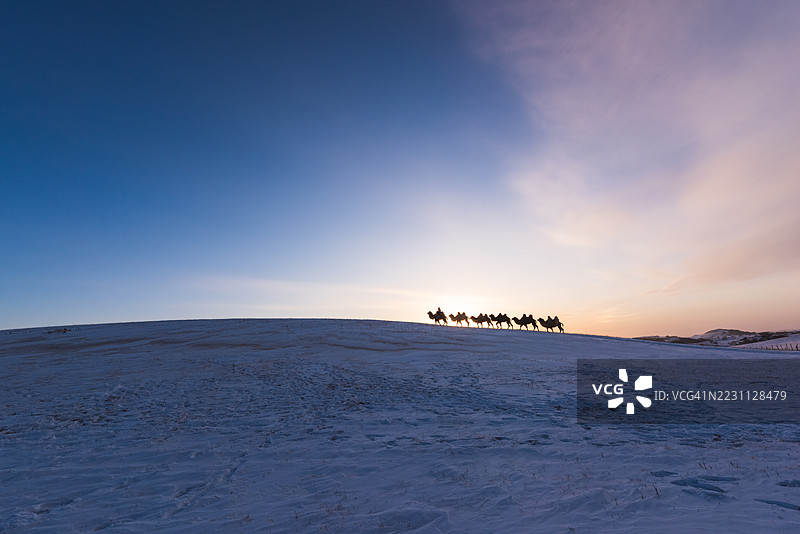 黄昏时分，骆驼的剪影在雪覆盖的平原上行走图片素材