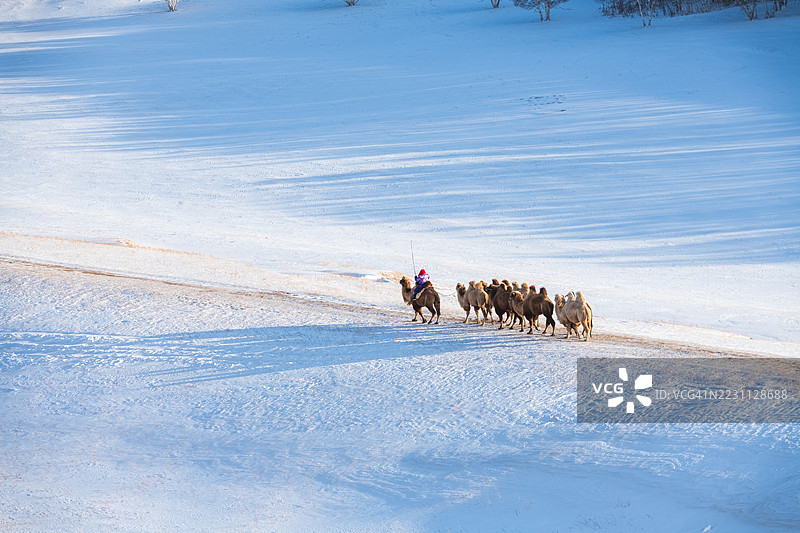 一群骆驼在雪地上行走，旁边有一个人图片素材