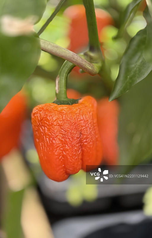 橙色辣椒（辣椒属）因缺水而出现缩小和皱缩的特写镜头图片素材