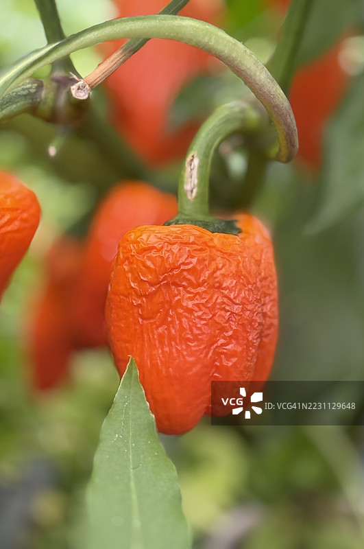 橙色辣椒（辣椒属）因缺水而出现缩小和皱缩的特写镜头图片素材