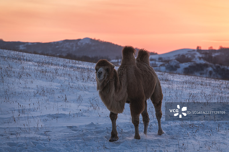在金色日落时分，双峰骆驼站在雪白的平原上图片素材