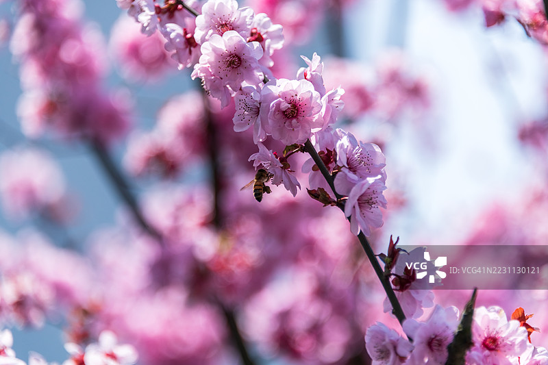 春天盛开的粉色花朵树与蜜蜂图片素材