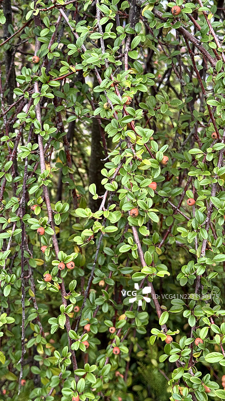悬垂的岩石灌木（Cotoneaster horizontalis）特写，枝条下垂，结满浆果。图片素材