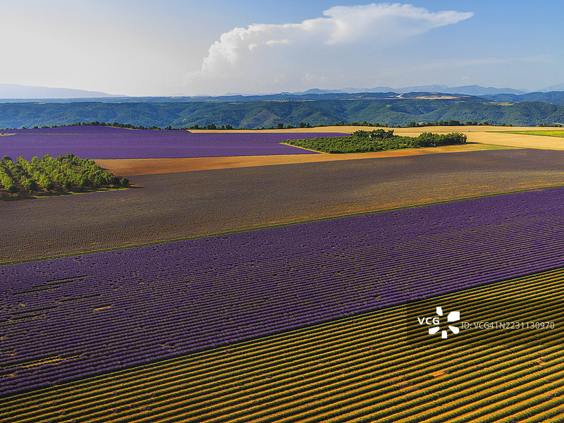 普罗旺斯，瓦朗索尔周围的薰衣草田图片素材
