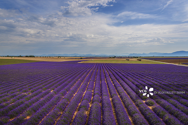 普罗旺斯，瓦朗索尔周围的薰衣草田图片素材