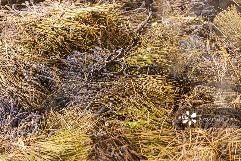 普罗旺斯，收获后的薰衣草束图片素材