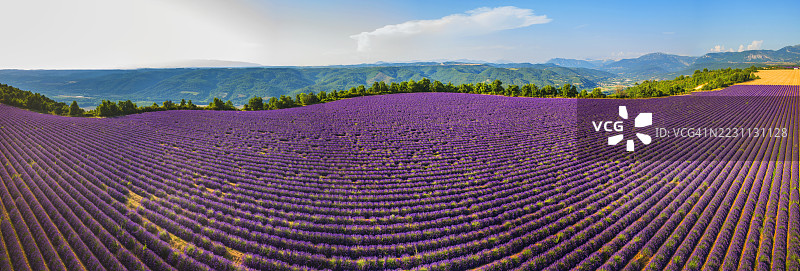 普罗旺斯，瓦朗索尔周围的薰衣草田图片素材