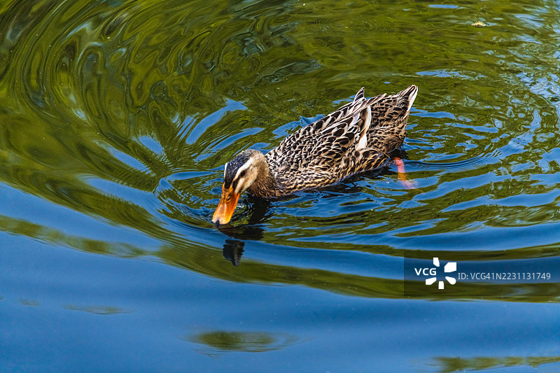 一只鸭子在平静的绿色水面上游泳图片素材