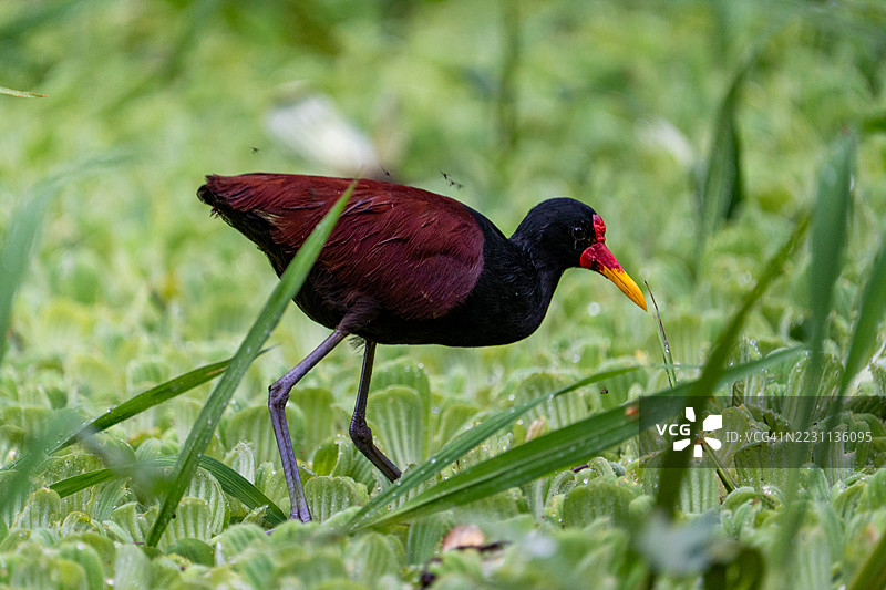 美丽的亚马逊河和亚马逊雨林中，塔姆希亚库-塔华约区域保护区附近的瓦特尔贾卡纳鸟。图片素材