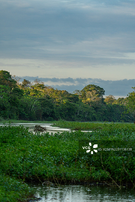 美丽而原始的广阔亚马逊河和位于南美洲秘鲁伊基托斯附近的Tamshiyacu Tahuayo区域保护区内的亚马逊雨林。图片素材