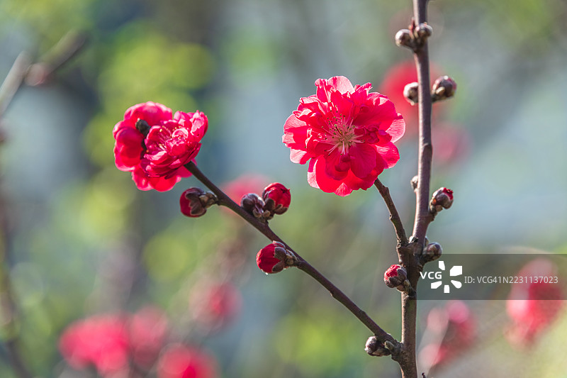 春天的枝头盛开的鲜艳红色桃花图片素材