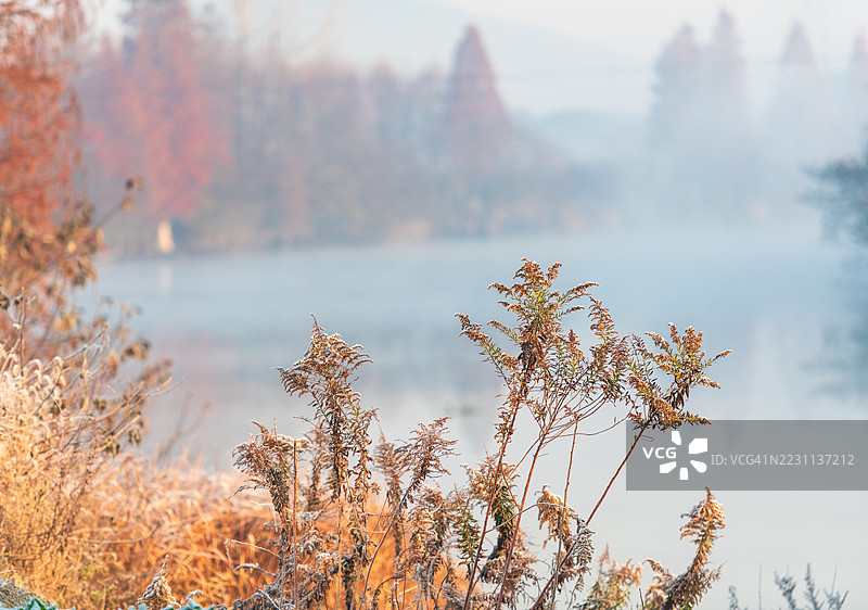 五彩斑斓的秋天，雾气弥漫的湖边霜冻植被图片素材
