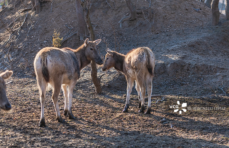 一群年轻的鹿在自然栖息地的干燥土地上站立图片素材