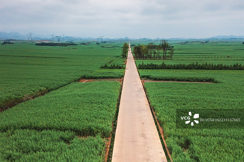 一条长长的混凝土小路穿过郁郁葱葱的农田图片素材