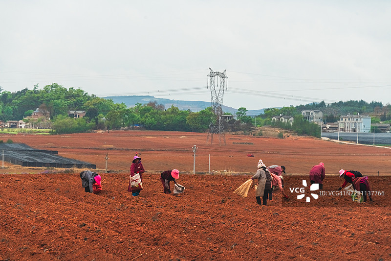 农民在红土田地里使用各种工具耕作图片素材