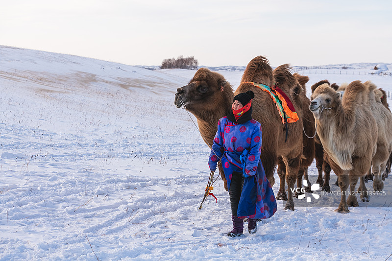 一位女性在冬季雪地中牵引骆驼穿越风景图片素材