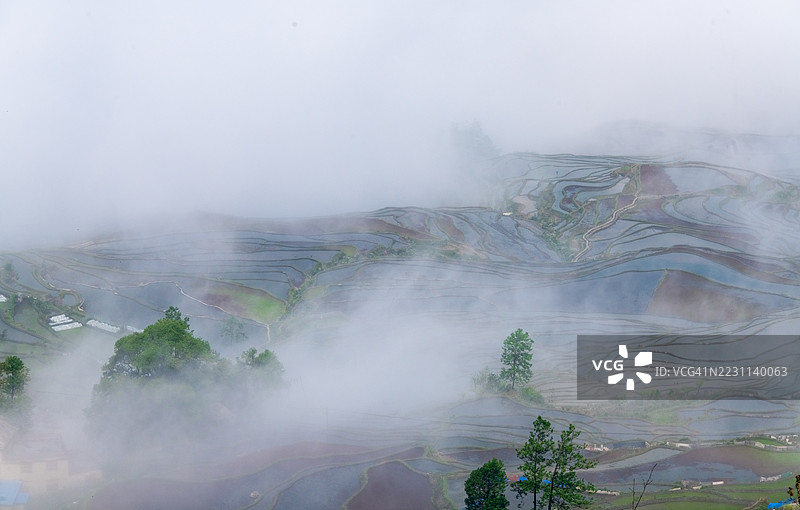 雾气弥漫的梯田：宁静的自然风光图片素材