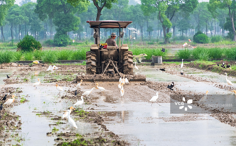拖拉机在乡村稻田中耕作，白鹭在旁边飞翔图片素材