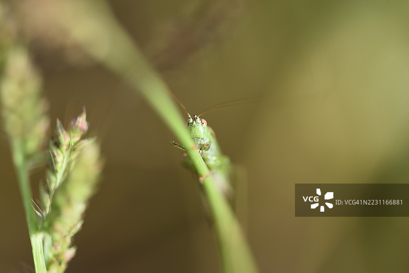 直翅目图片素材