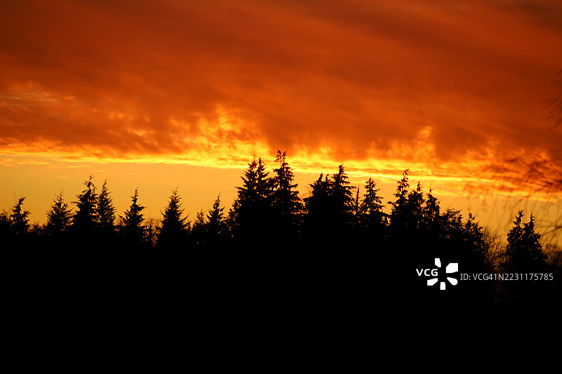 火红日落天空下的树木剪影图片素材