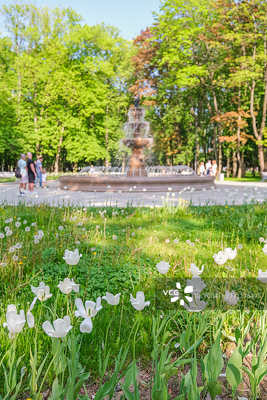 公园里盛开的白色郁金香，背景是喷泉和树木图片素材