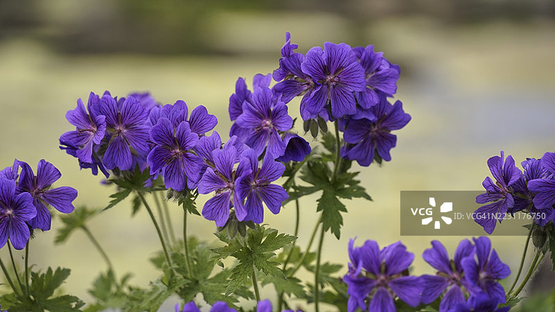盛开的鲜艳紫色天竺葵花特写图片素材