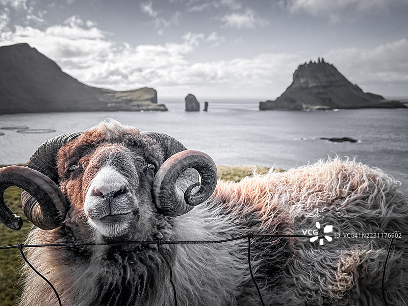海岸风景中一只带有弯曲角的公羊特写镜头图片素材