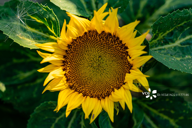 盛开的鲜艳向日葵图片素材