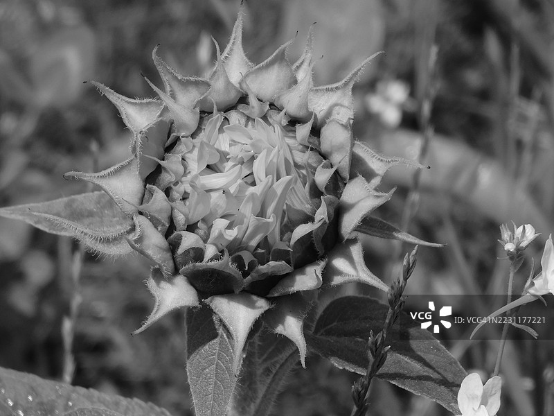 黑白特写的花园向日葵花蕾图片素材