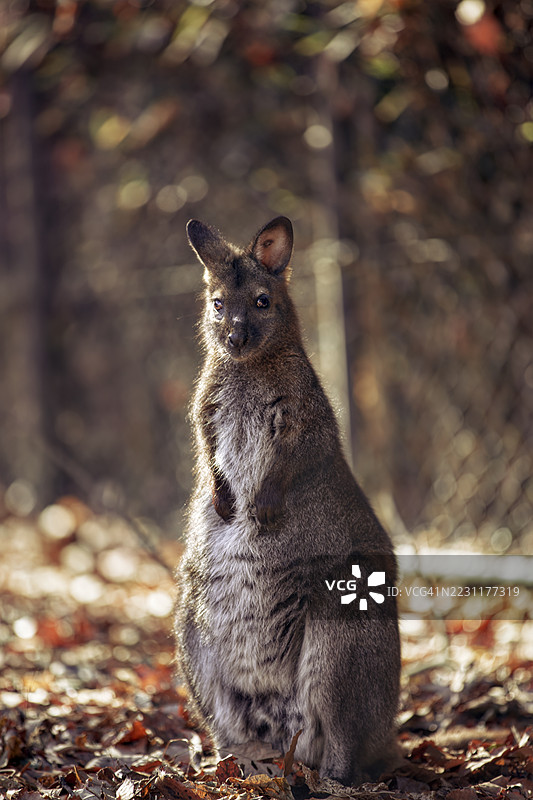 阳光明媚的森林中，一只壁aby的特写镜头图片素材