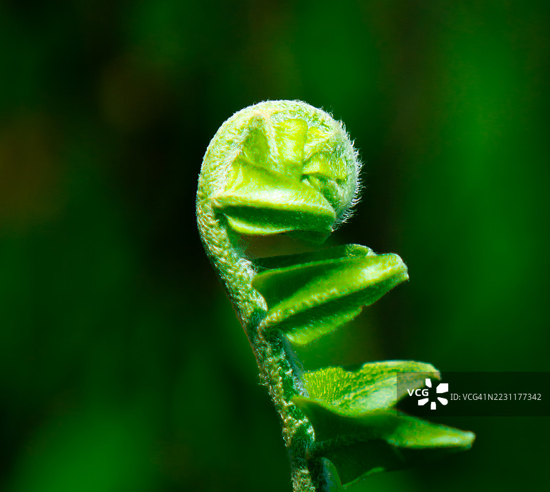 年轻蕨类植物的嫩叶特写展开图片素材