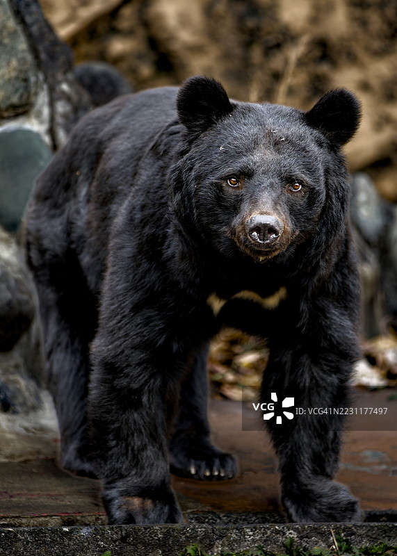 黑熊在自然栖息地中站立图片素材
