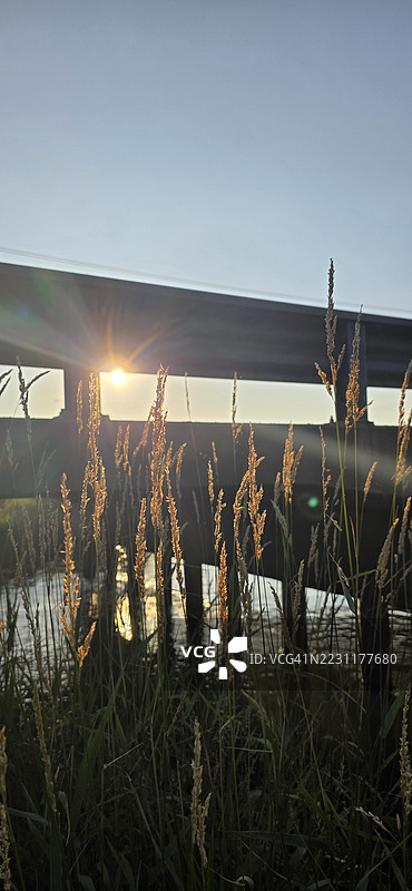 日落时分，阳光透过桥边的高草。图片素材