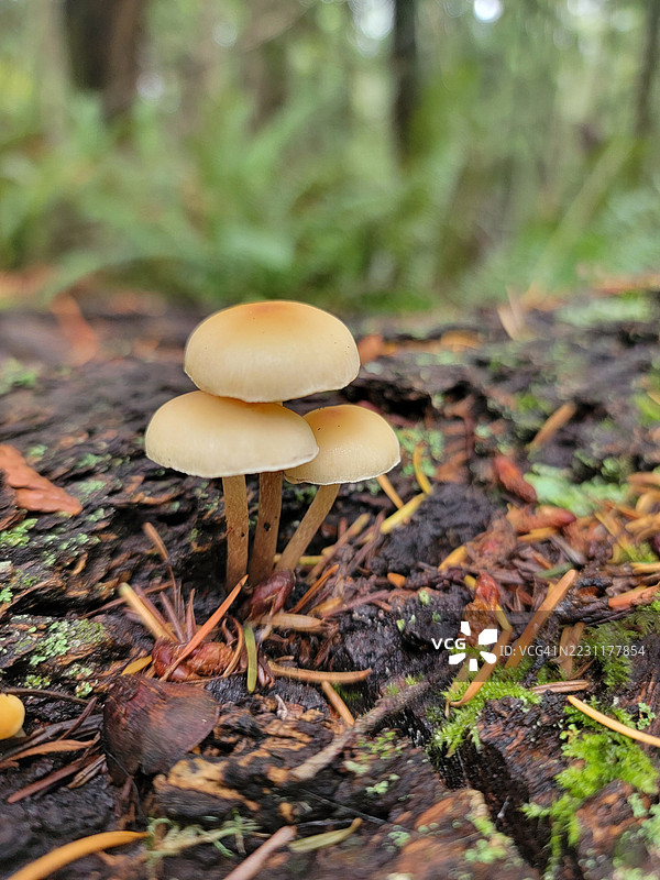 森林地面上生长的蘑菇特写镜头图片素材