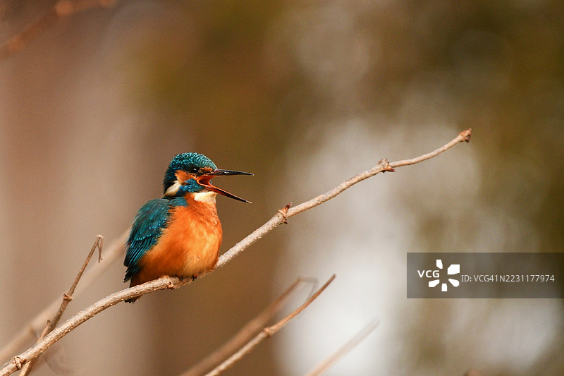 色彩斑斓的翠鸟栖息在树枝上图片素材