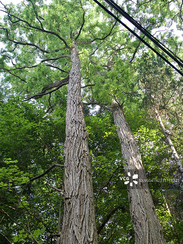 郁郁葱葱森林中的高大树木图片素材