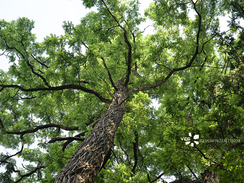 郁郁葱葱森林中高大树木的壮丽景观图片素材