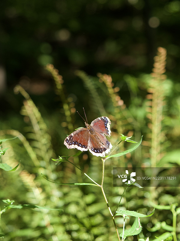 蝴蝶栖息在郁郁葱葱的森林植物上图片素材
