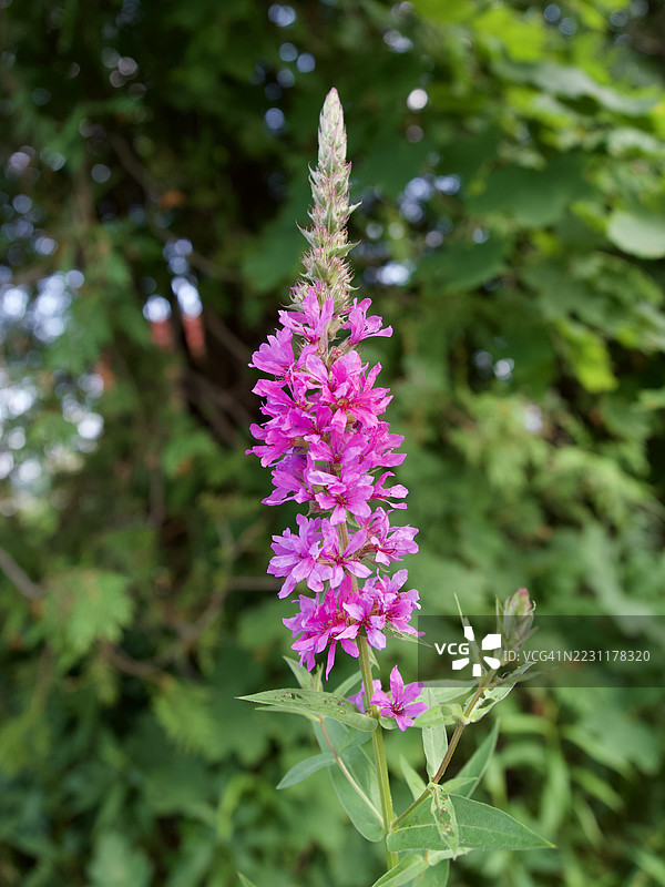鲜艳的粉色紫堇花特写，生长在郁郁葱葱的花园中图片素材