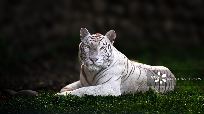 威严的白虎在草地上休息图片素材
