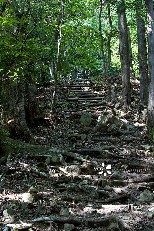 森林小径，树根与阳光，和歌山，日本图片素材