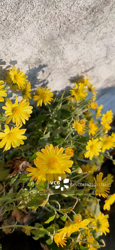 黄色雏菊在石墙旁生长的特写镜头图片素材