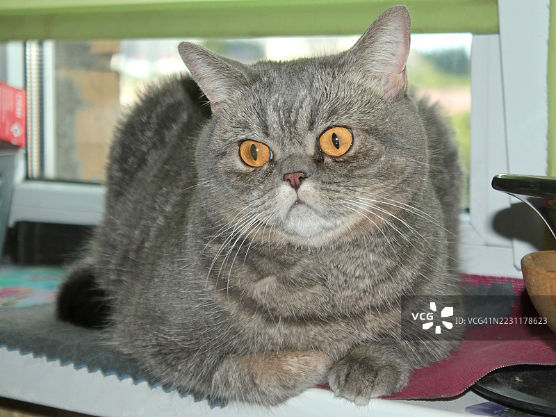 室内坐着的英国短毛猫特写，橙色眼睛图片素材