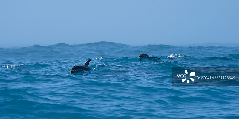 海豚在晴朗的日子里在海洋中游泳图片素材