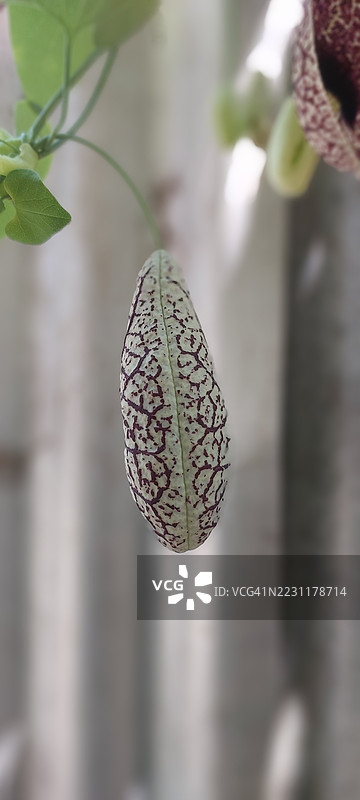 肯尼亚花园中的荷兰管花特写图片素材