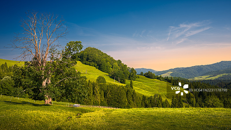 波兰日落时分的起伏山丘和树木的田园风光图片素材