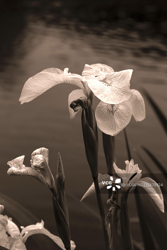 棕褐色调的特写镜头，展示了池塘边盛开和枯萎的鸢尾花图片素材