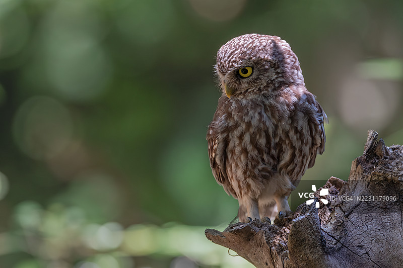 小猫头鹰栖息在树枝上的特写镜头图片素材