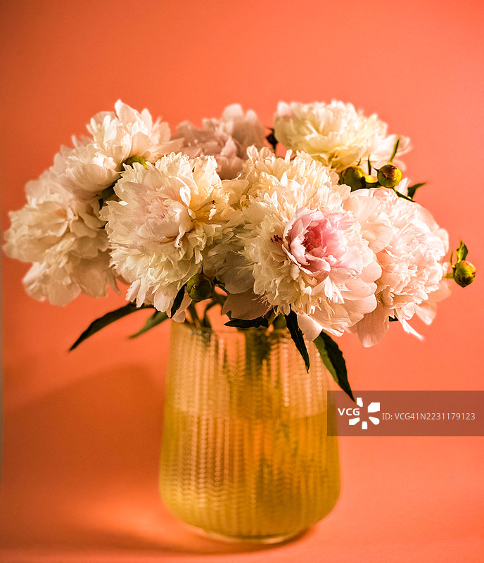 美丽的牡丹花在有纹理的花瓶中，背景为珊瑚色。图片素材